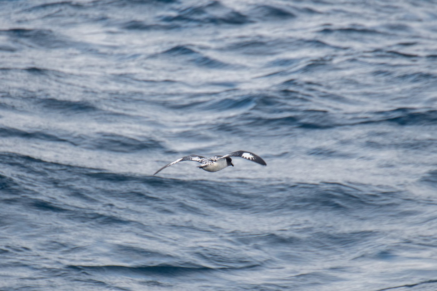 Cape Petrel (Daption capense)