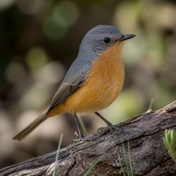 Cape Robin-Chat Identification Guide