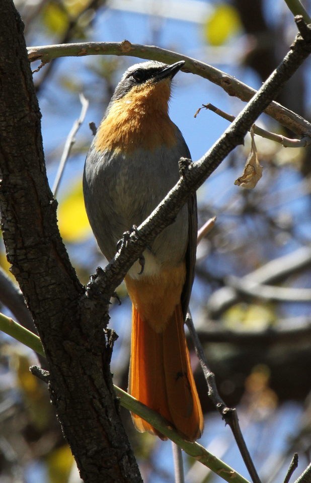 Cape Robin-Chat (Cossypha caffra)