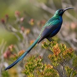 Cape Sugarbird Identification Guide