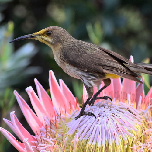 Cape Sugarbird