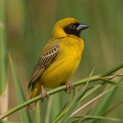 Cape Weaver Identification Guide