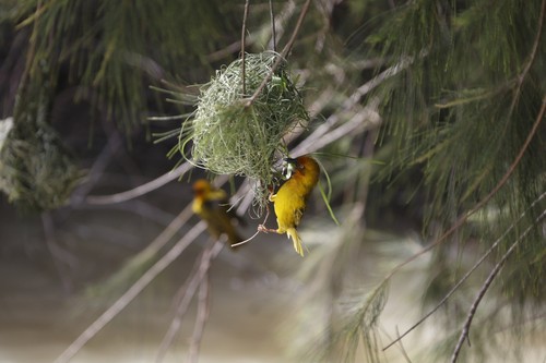 Cape Weaver