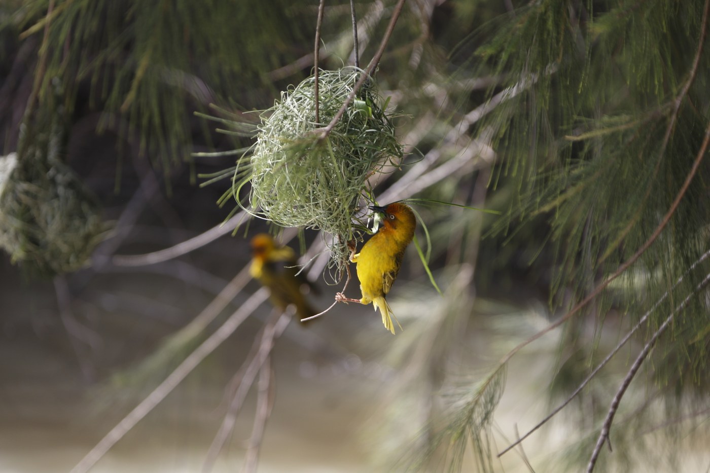 Cape Weaver (Ploceus capensis)