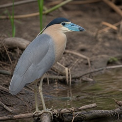 Capped Heron Identification Guide