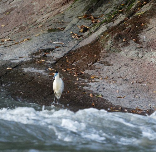 Capped Heron
