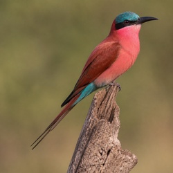 Carmine Bee-eater Identification Guide