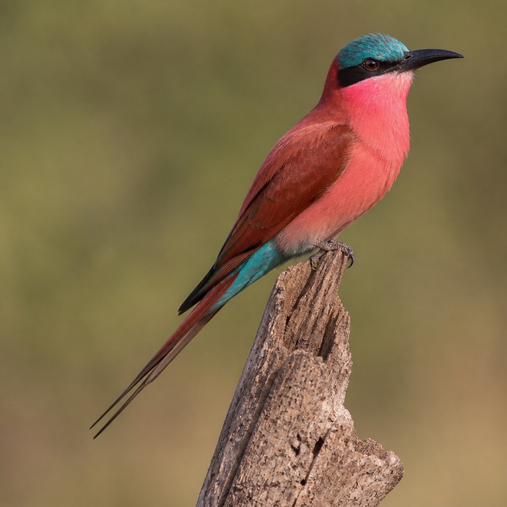 Carmine Bee-eater (Merops nubicus)
