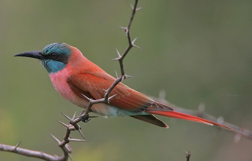 Carmine Bee-eater