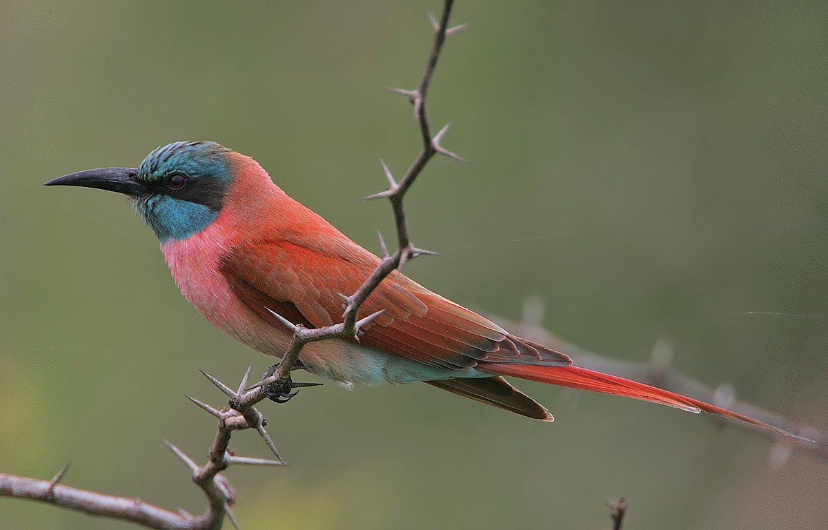 Carmine Bee-eater (Merops nubicus)