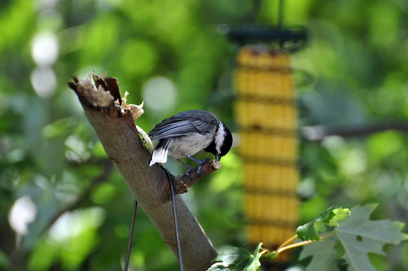Carolina Chickadee (Poecile carolinensis)