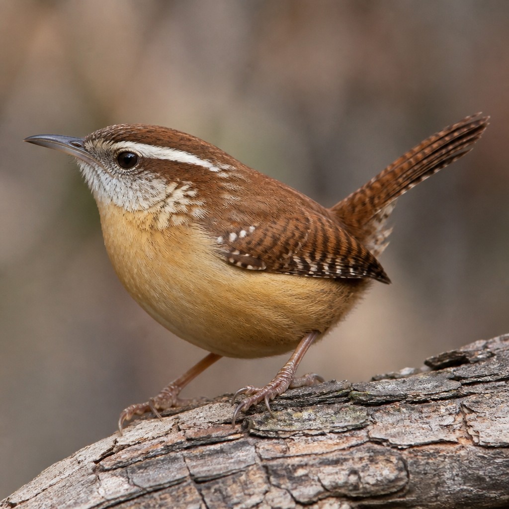 Carolina Wren
