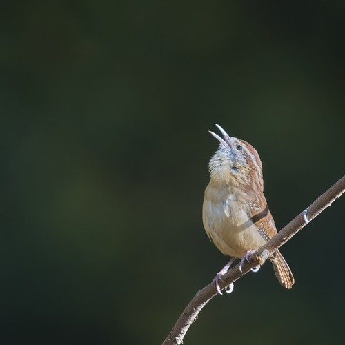 Carolina Wren