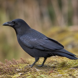 Carrion Crow Identification Guide