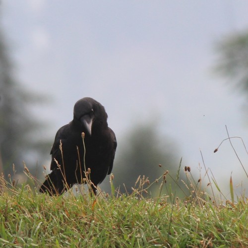 Carrion Crow