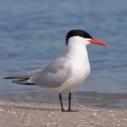 Caspian Tern Identification Guide
