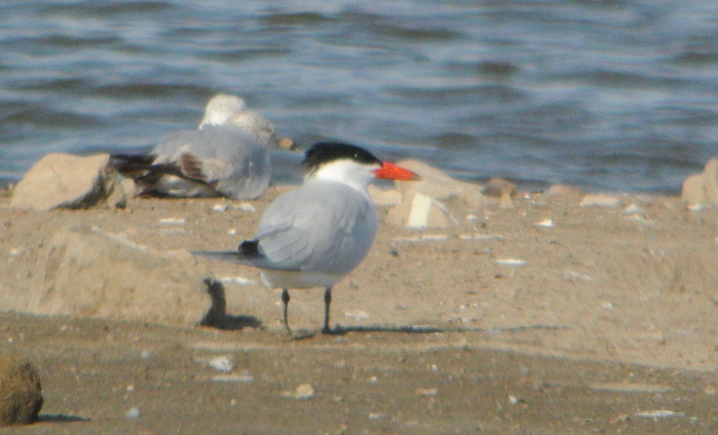 Caspian Tern Identification Guide