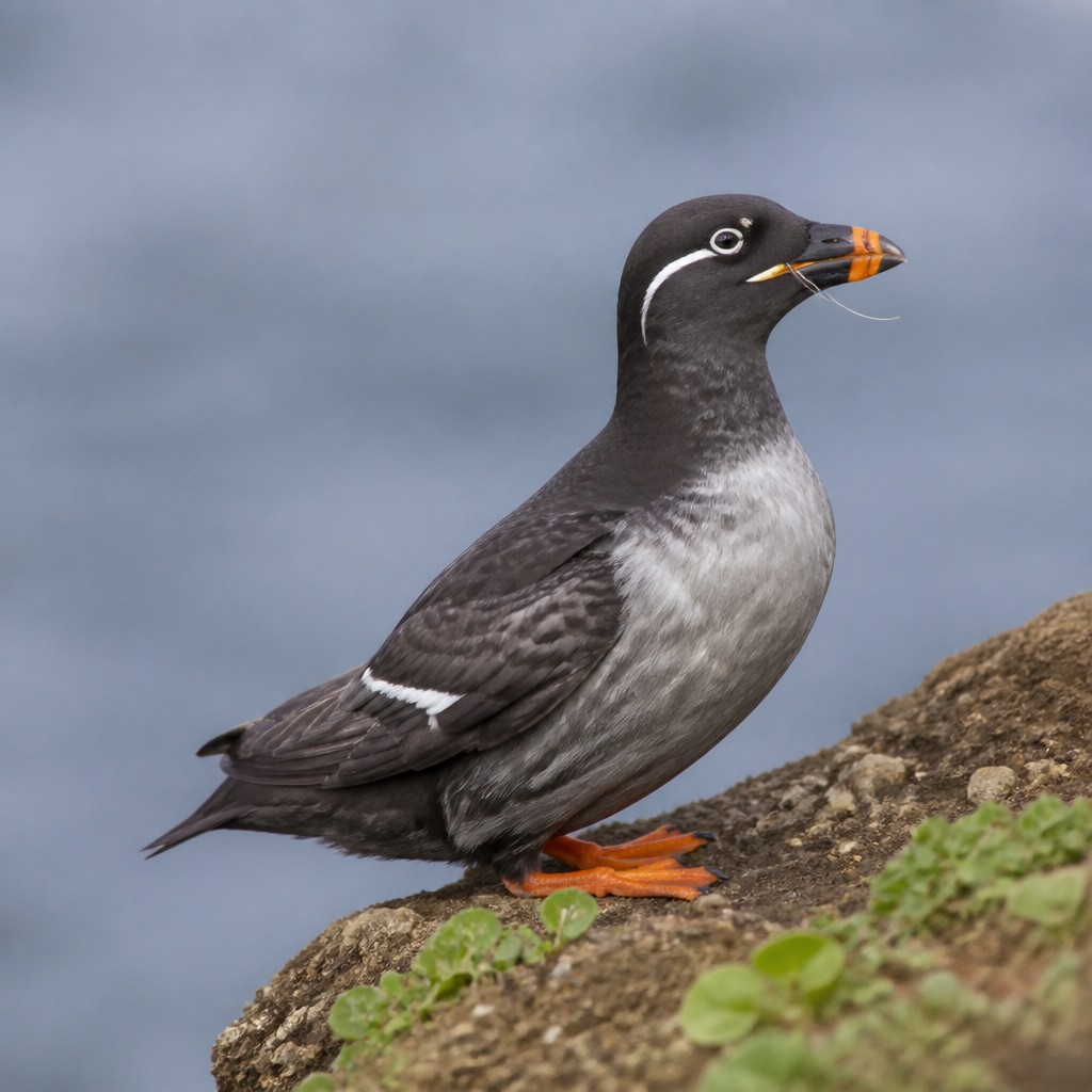 Cassin's Auklet