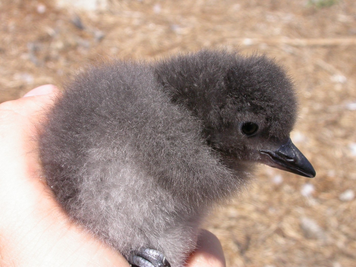 Cassin's Auklet (Ptychoramphus aleuticus)