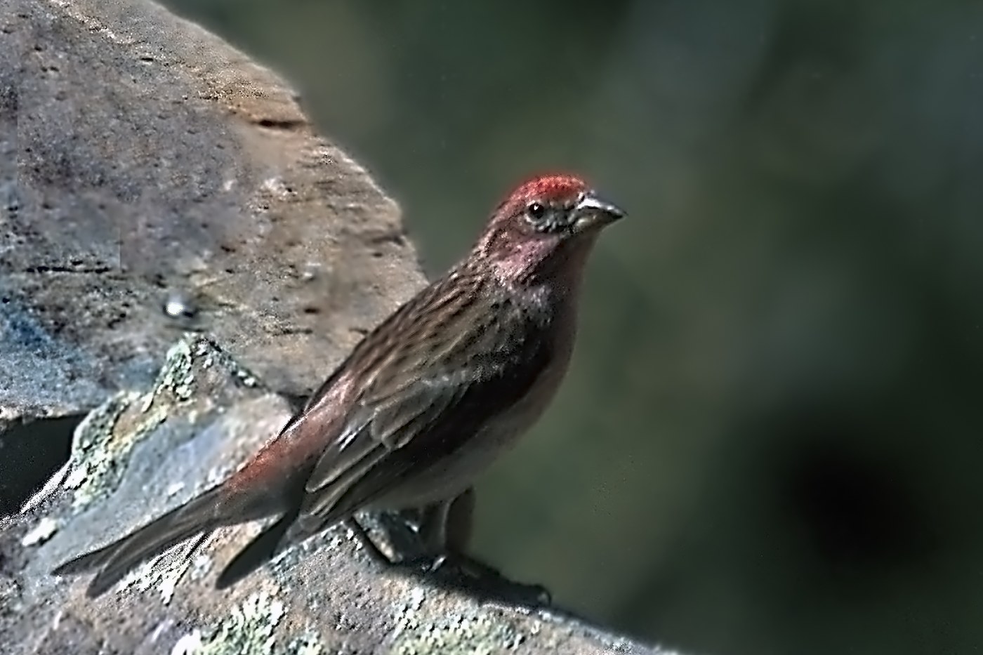 Cassin's Finch (Haemorhous cassinii)