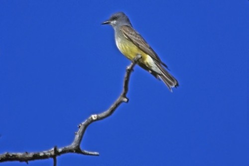 Cassin's Kingbird