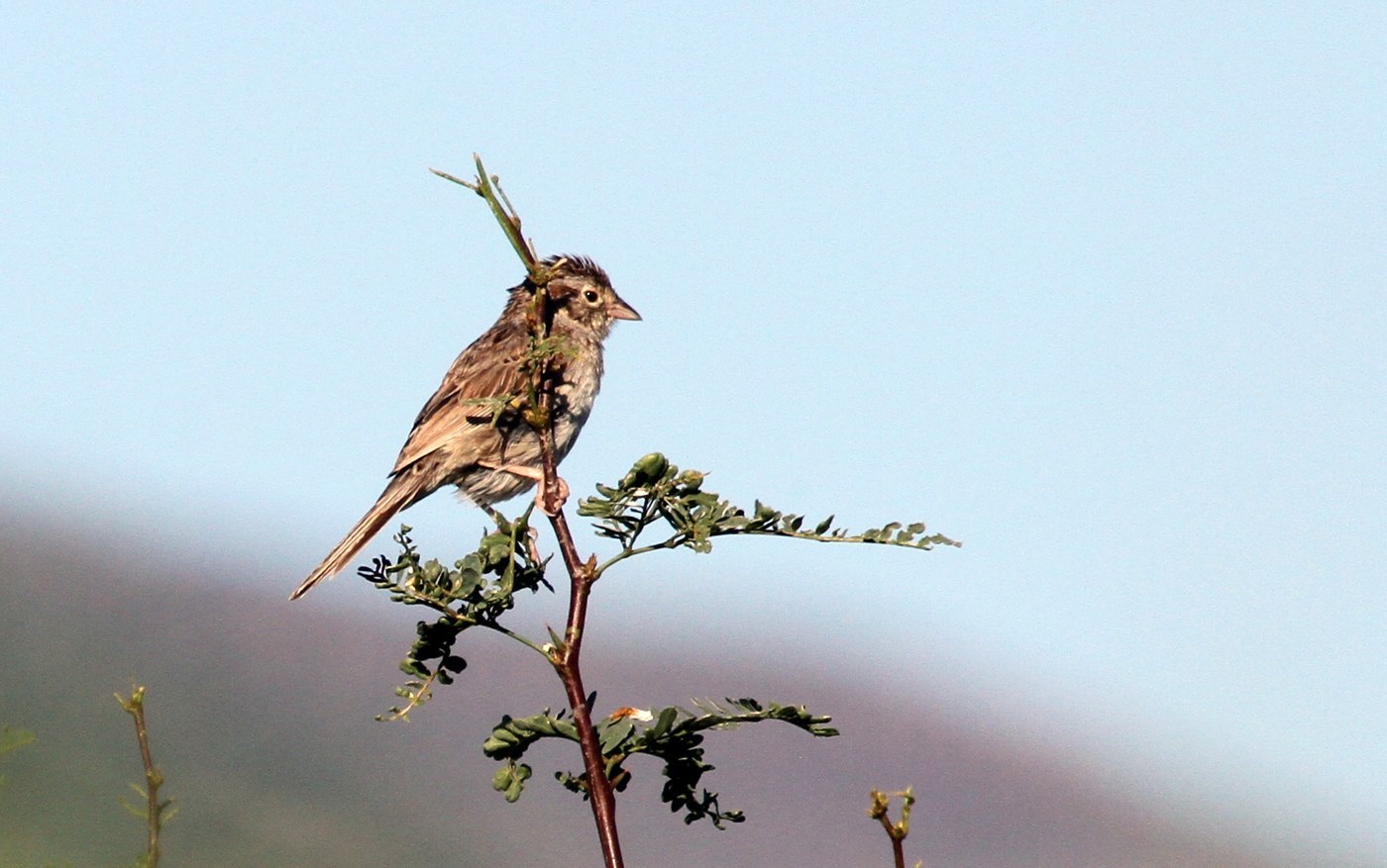 Cassin's Sparrow (Peucaea cassinii)