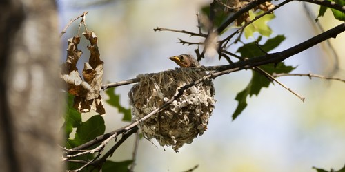 Cassin's Vireo