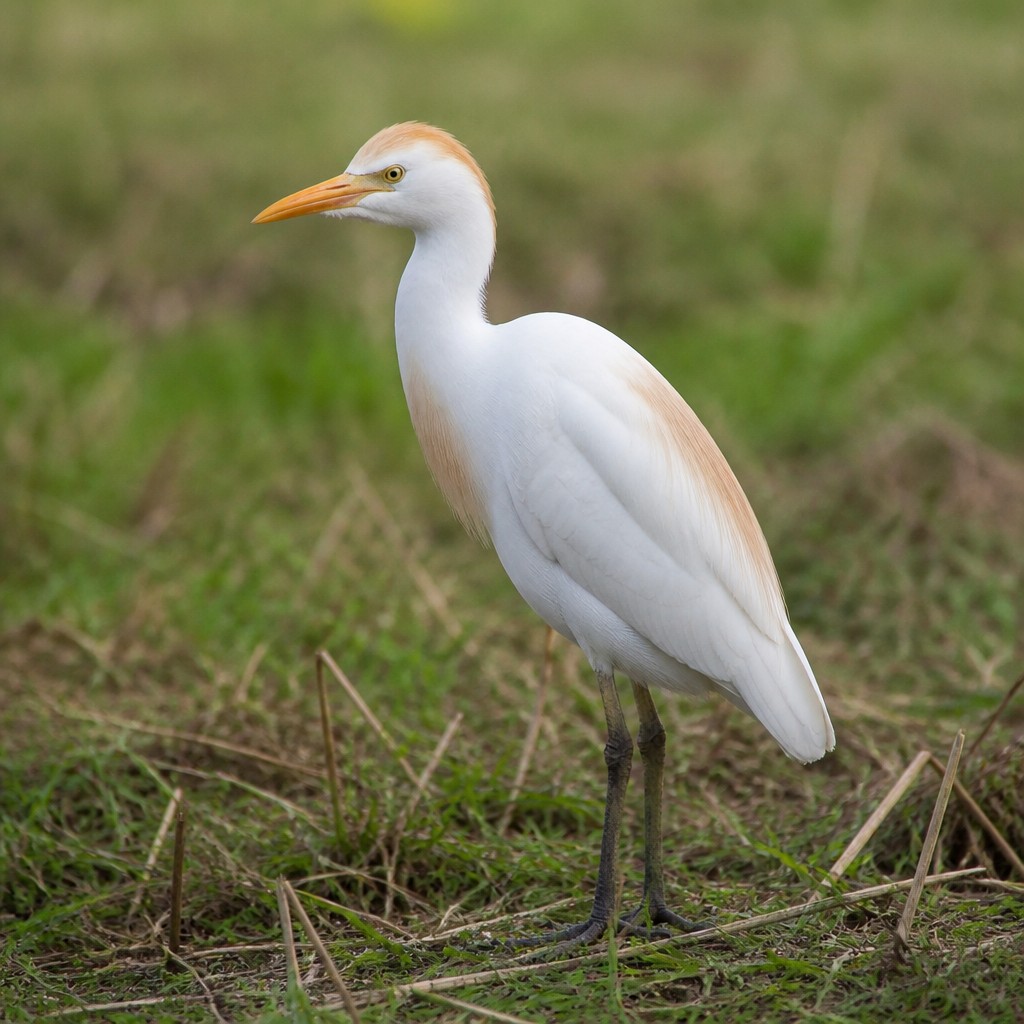 Cattle Egret