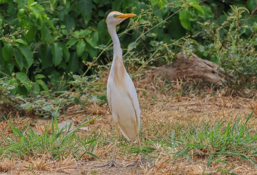 Cattle Egret