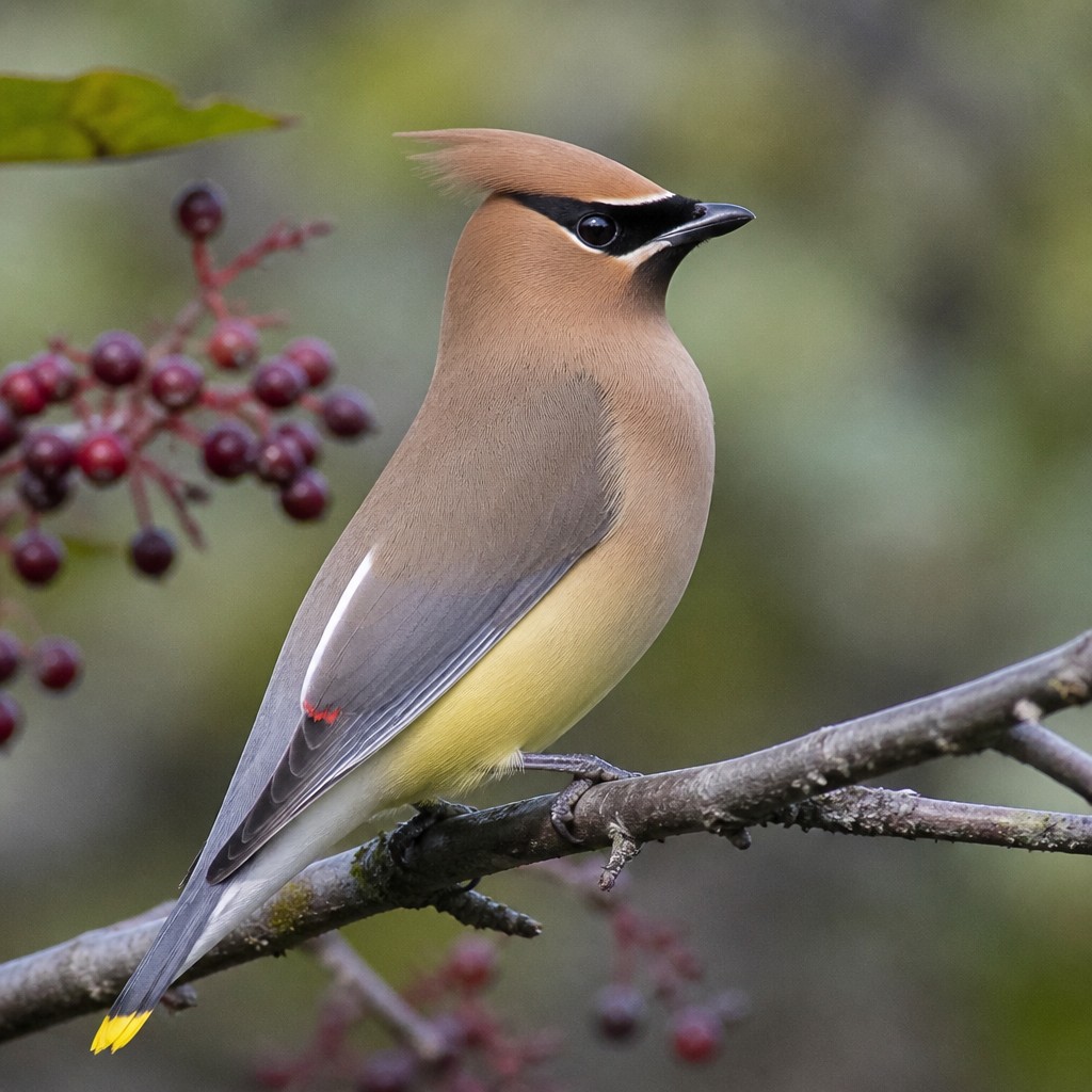 Cedar Waxwing (Bombycilla cedrorum)
