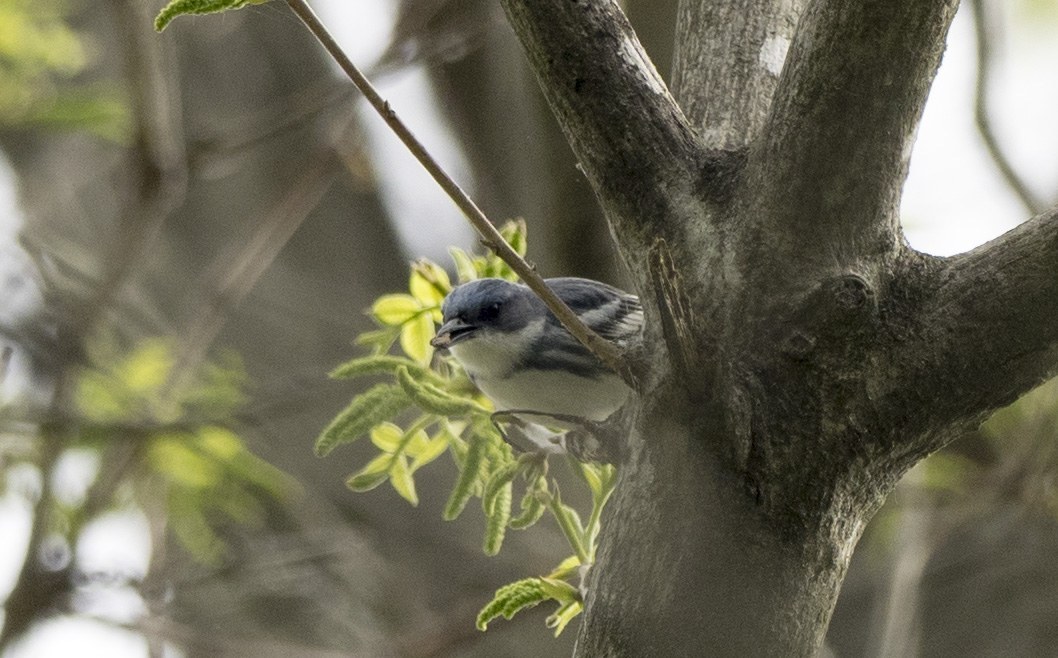 Cerulean Warbler (Setophaga cerulea)