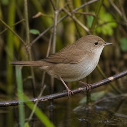 Cetti's Warbler Identification Guide