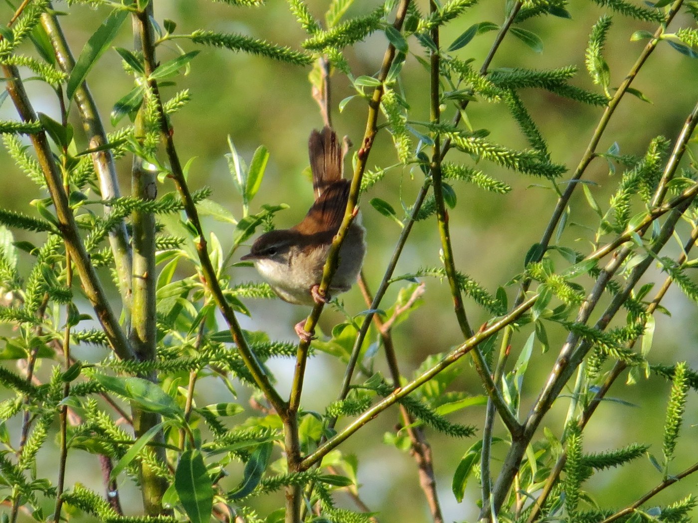 Cetti's Warbler (Cettia cetti)
