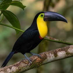 Channel-billed Toucan Identification Guide