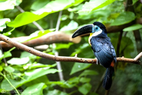 Channel-billed Toucan