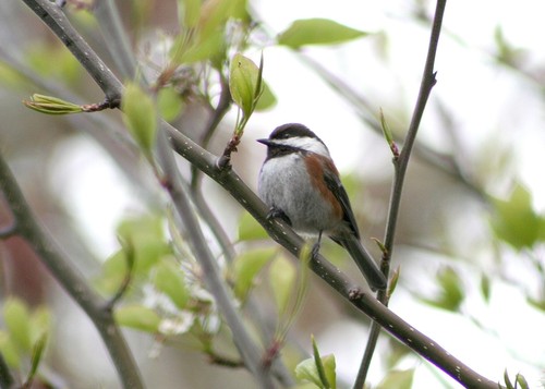 Chestnut-backed Chickadee
