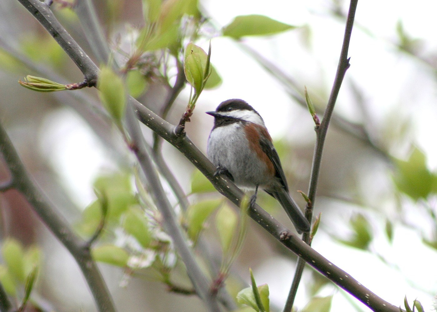 Chestnut-backed Chickadee (Poecile rufescens)