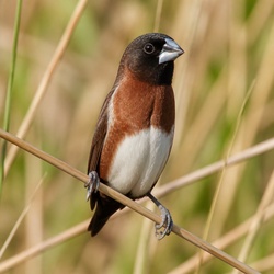 Chestnut-breasted Mannikin Identification Guide