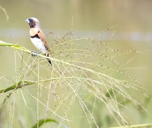 Chestnut-breasted Mannikin