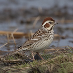 Chestnut-eared Bunting Identification Guide