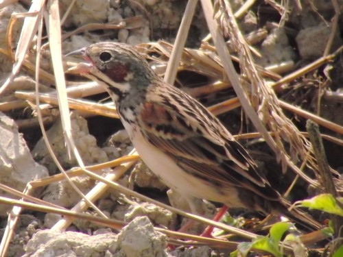 Chestnut-eared Bunting