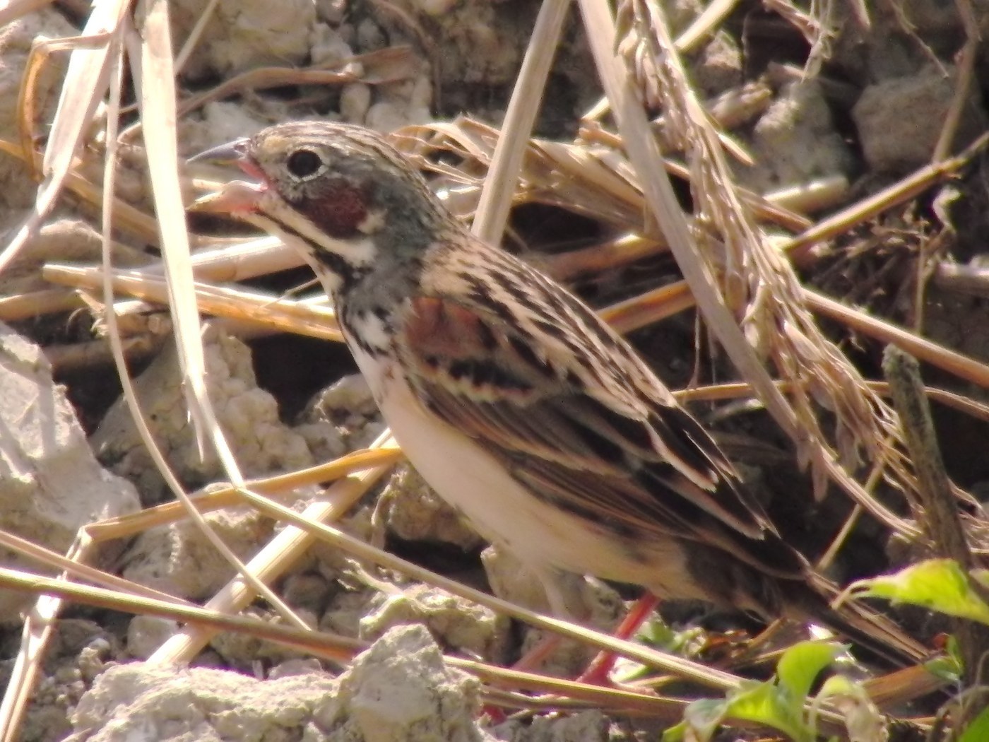 Chestnut-eared Bunting (Emberiza fucata)