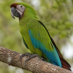 Chestnut-fronted Macaw Identification Guide