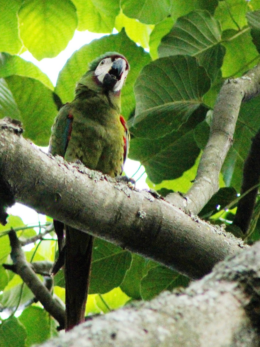 Chestnut-fronted Macaw (Ara severus)