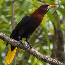 Chestnut-headed Oropendola Identification Guide