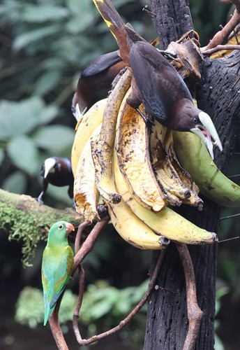 Chestnut-headed Oropendola