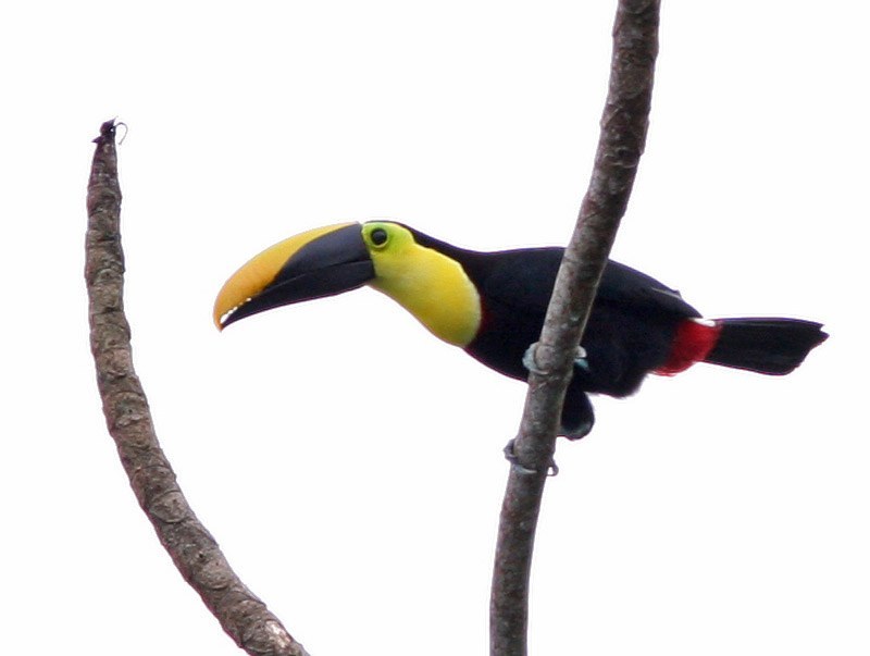 Chestnut-mandibled Toucan Identification Guide