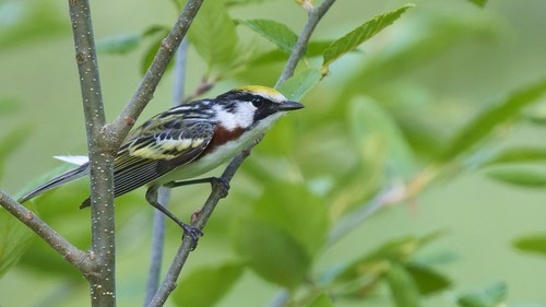 Chestnut-sided Warbler