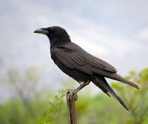 Chihuahuan Raven