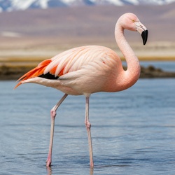 Chilean Flamingo Identification Guide